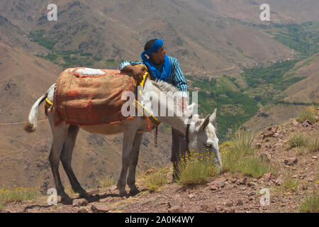 Marokkanischen Mann in seinem 20er führt ein maultier durch den Hohen Atlas auf einer Wanderung, und stoppt bei Tizi'n Tamer, 2200 Meter hoch in der Ki zu ruhen Stockfoto