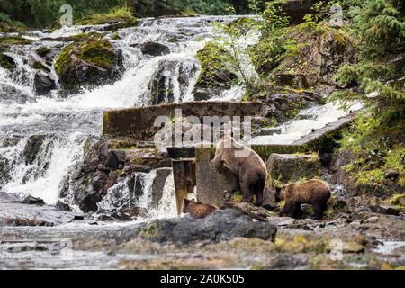 Eine Mama grizzly Küsten brauner Bär und ihr zwei jährige Jungen Klettern Felsen Fische für coho Lachs an einem Wasserfall in einem üppigen grünen Regenwald auf Chichagof zu Stockfoto