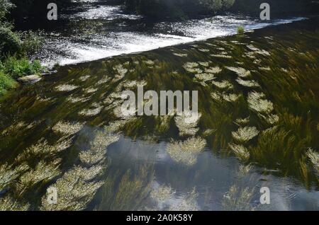 Grenzstadt Hardegg im Waldviertel, Österreich, an der Thaya gegenüber dem tschechischen Thaya-Nationalpark Cizov, im Sterben Stockfoto