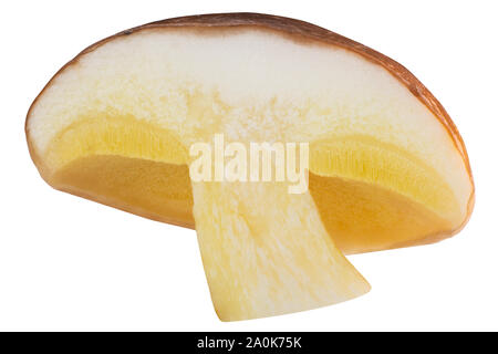 Rutschige Jack Pilz (Suillus luteus Frucht Körper) halbiert, isoliert Stockfoto