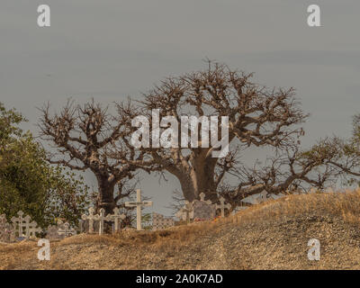 Joal-Fadiout, Senegal - Januar, 26, 2019: Hugee baobab Bäume auf dem Friedhof. Joal-Fadiouth Stadt und Kommune in der Region Thiès am Ende der Pe Stockfoto