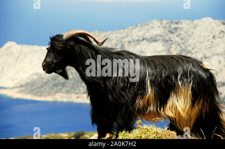 Schöne schwarze Ziege in den Hügeln von schillernden Amorgos Insel Stockfoto