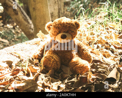 Brauner Teddybär, bequem sitzen auf dem Baum, als ob es ein eigenes Leben hatte. Stockfoto