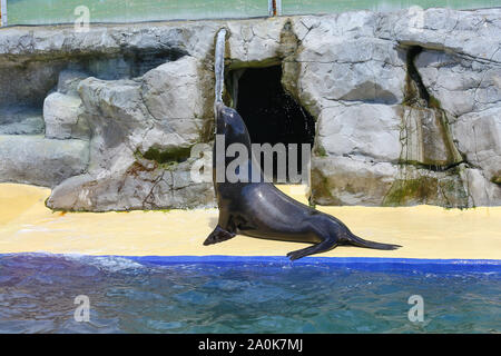 Ein Sea Lion, wahrscheinlich eine kalifornische Seelöwen (zalophus californianus), an die kornische Seal Sanctuary, Gweek, Cornwall, England, Großbritannien Stockfoto