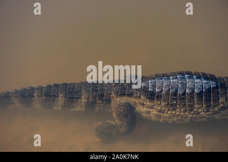 Abstraktion von ein Krokodil auf dem Fluss im brasilianischen Pantanal Stockfoto