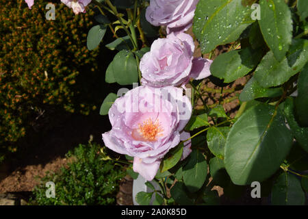 Lila Rose Blüten und Knospen öffnen Rose mit Wassertropfen auf die Blütenblätter - Schöner Garten Stockfoto