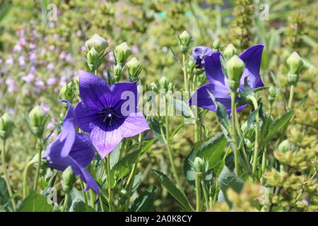 Bluebells im Gras Stockfoto