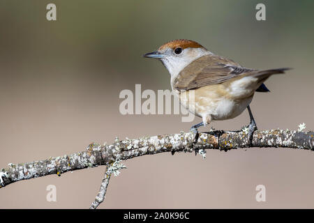 Weibliche Mönchsgrasmücke (Sylvia atricapilla) auf einem unscharfen Hintergrund thront, Spanien Stockfoto