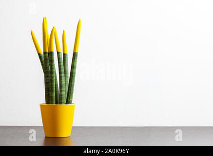 Sansevieria mit gelber Farbe. Velvet touchz ist ein schönes helles Anlage als die Zunge des Teufels und Mutter bekannt-in-Gesetz Zunge. Stockfoto