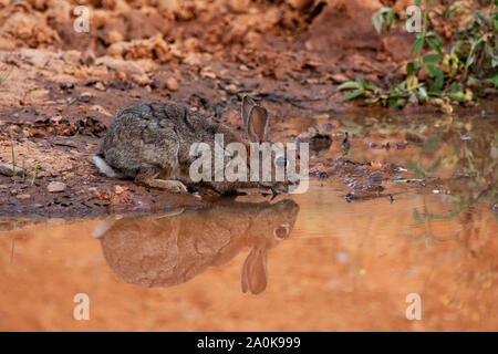 Europäische Kaninchen oder Hase, Oryctolagus cuniculus, Trinken in einem Teich. Spanien Stockfoto