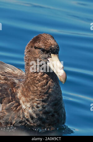 Northern Giant Petrel (Macronectes halli) Nahaufnahme von unreifen Valparaiso, Chile Januar Stockfoto