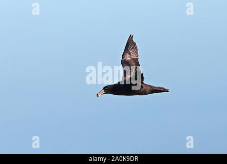 Northern Giant Petrel (Macronectes halli) Unreife im Flug Valparaiso, Chile Januar Stockfoto