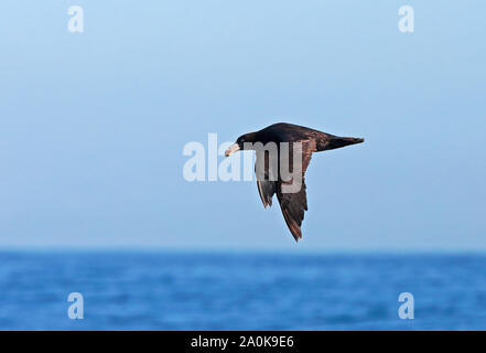 Northern Giant Petrel (Macronectes halli) Unreife im Flug Valparaiso, Chile Januar Stockfoto