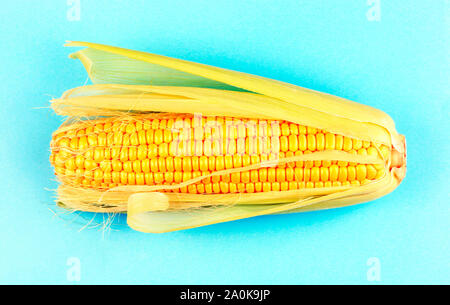 Nahaufnahme von frischen Mais mit grünen Blättern, auf einem blauen Hintergrund Stockfoto