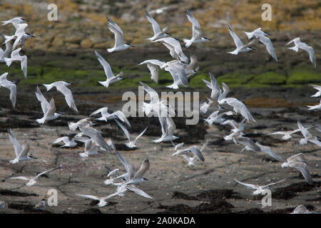 Sandwich Seeschwalben, Sterna sandvicensis, Flock fliegen über Felsen, Farne Islands, Northumberland, Großbritannien. Stockfoto