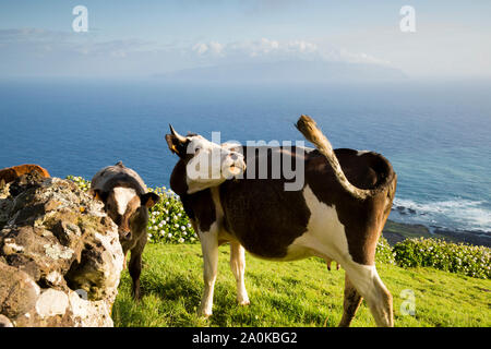 Kühe grasen auf der Insel Corvo. Azoren, Portugal Stockfoto