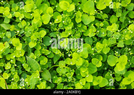 Schönen wilden Blätter Pflanzen und kleine weiße Blumen Pokhara Nepal Stockfoto