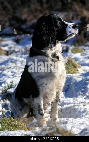 Schwarz & Weiß English Springer Spaniel sitzen im Schnee Stockfoto