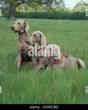 Weimaraners, drei erwachsene Männer sitzen im Feld Stockfoto
