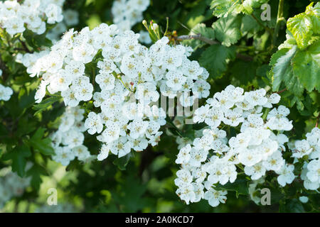 Blossom von Common Hawthorn - Rosa Moschata - spektakuläre Elegante weiße Blüten im späten Frühling/Anfang Sommer, Oxfordshire Cotswolds, Großbritannien Stockfoto