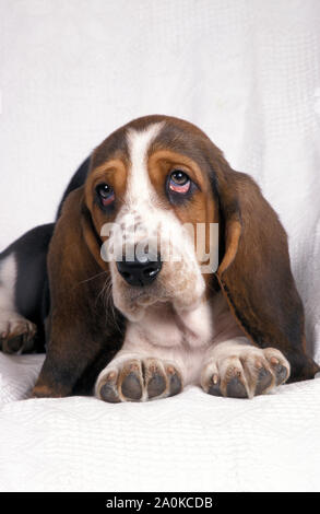 Basset Hound, juvenile Welpen Stockfoto