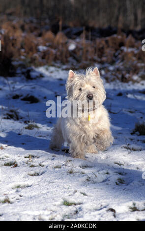 West Highland White Terrier sitzen im Schnee Stockfoto