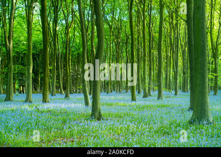 Blluebell Holz und Baumstämme im späten Frühling/Anfang Sommer in der Gloucestershire Cotswolds, Großbritannien Stockfoto