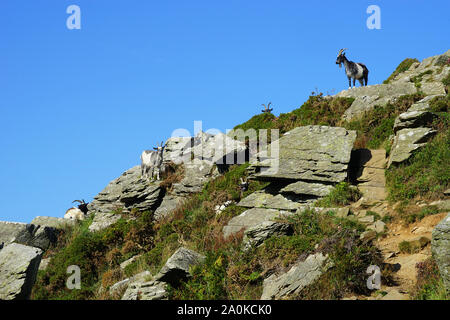 Ziegen im Tal der Felsen, Devon Stockfoto