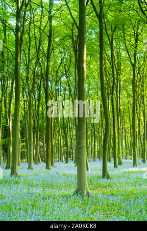 Sonnenlicht durch Bäume in Bluebell Holz und Baumstämme im späten Frühling/Anfang Sommer in der Gloucestershire Cotswolds, Großbritannien Stockfoto