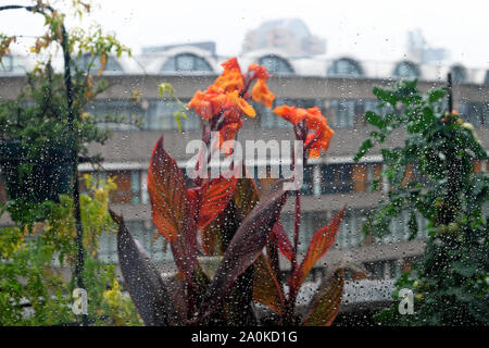 Orange Canna Phasion Lilienpflanzen, Pflanze wächst in Pflanzgefäßen auf dem Balkon einer Barbican Estate Wohnung in der City of London KATHY DEWITT Stockfoto