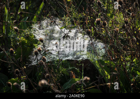 Ein Blatt cobweb unter toten wilden Blumen, Gegenlicht der Sonne Stockfoto