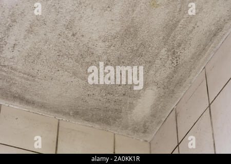 Spot von Schimmel, Schimmel, Schimmel oder fungas an der Ecke der Decke über schmutzige Fliesen blass rosa Wand. Stockfoto