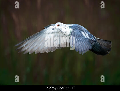 Taube im Flug Nahaufnahme Stockfoto