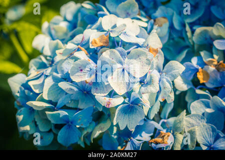 Schönen hellblau Hydrangea macrophylla im Garten Stockfoto