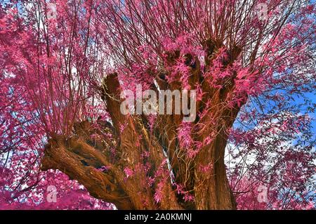 Schöne fantasy Blick auf lila und rosa Infrarot baum Schüsse an einem Wald Stockfoto