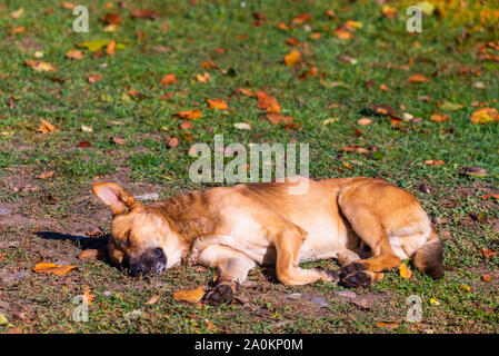 Hunde liegen auf Gras auf Open Air. Stockfoto