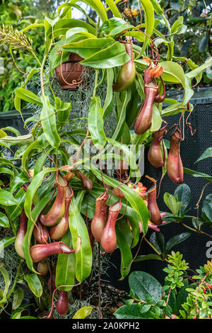 Singapur - 22. März 2019: die Gärten an der Bucht, den Nebelwald Kuppel. Nepenthes Ventricosa Truncata, oder tropischen Kannenpflanze, native auf den Philipp Stockfoto