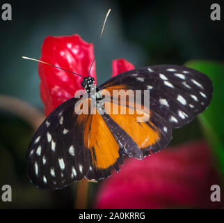 Monarch Butterfly Zoo Calgary Alberta Stockfoto