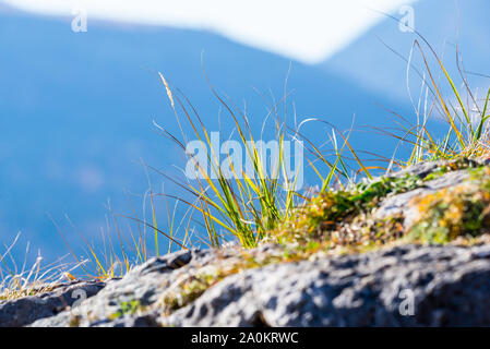 Grüne Gras auf wilde Stein in die Berge. Stockfoto