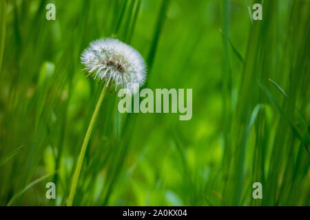 Löwenzahn Blowball auf grünem Gras Hintergrund Stockfoto