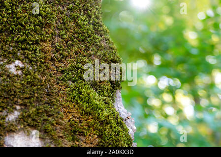 Das Protokoll mit Moos bedeckt. Natur blur Hintergrund Stockfoto