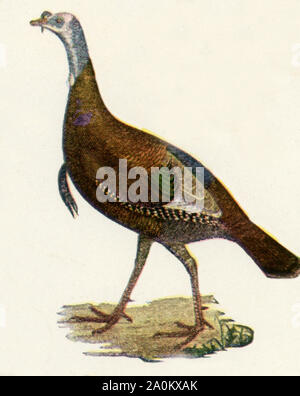 Der Vogel hier in den frühen 1920er gezeigt s Abbildung ist die wilde Türkei aus Nordamerika. Stockfoto