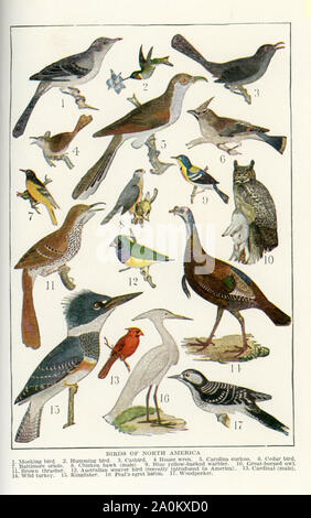 Die Vögel hier in den frühen 1920er gezeigt s Abbildung sind alle Vögel von Nordamerika. Sie sind, von oben nach unten und von links nach rechts: 1. Mocking Bird, 2. Kolibri, 3. catbird, 4.Haus Wren, 5. Carolina Kuckuck, 6. cedar Bird, 7. Baltimore Oriole, 8. chicken Hawk (männlich), 9. blau gelb-backed Grasmücke, 10. Toll - Eule, 11 Gehörnten. braun Thrasher, 12. Australische weaver Vogel (vor kurzem in Amerika eingeführt), 13. Kardinal (männlich), 14. die wilde Türkei, 15., 16. Glockengeläut der Reiher Reiher, 17. Specht. Stockfoto