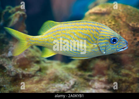 Blau gestreiften Grunzen (Haemulon Sciurus) Fische, Bluestriped Grunzen, Ripley's Aquarium von Kanada, Toronto Stockfoto