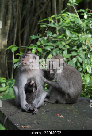 Ein macaque Affen Familie bestehend aus Mutter von einem jungen Erwachsenen gepflegt wird, während ihr neuestes Baby Pflege. Stockfoto