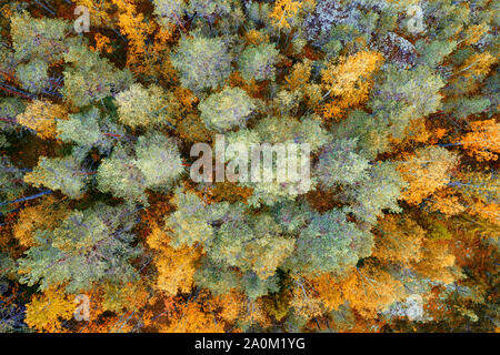 Helle herbst Northern Forest top Luftaufnahme. Rock Wald in Karelien, Russland Stockfoto