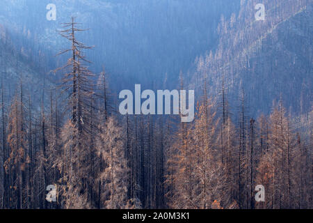 Taylor Creek Feuer verbrennen, Siskiyou National Forest, Oregon Stockfoto