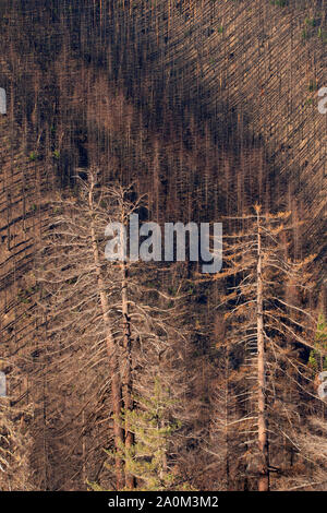 Taylor Creek Feuer verbrennen, Siskiyou National Forest, Oregon Stockfoto