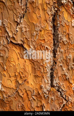 Big Pine Baumstumpf Rinde, Siskiyou National Forest, Oregon Stockfoto