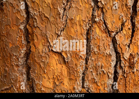 Big Pine Baumstumpf Rinde, Siskiyou National Forest, Oregon Stockfoto